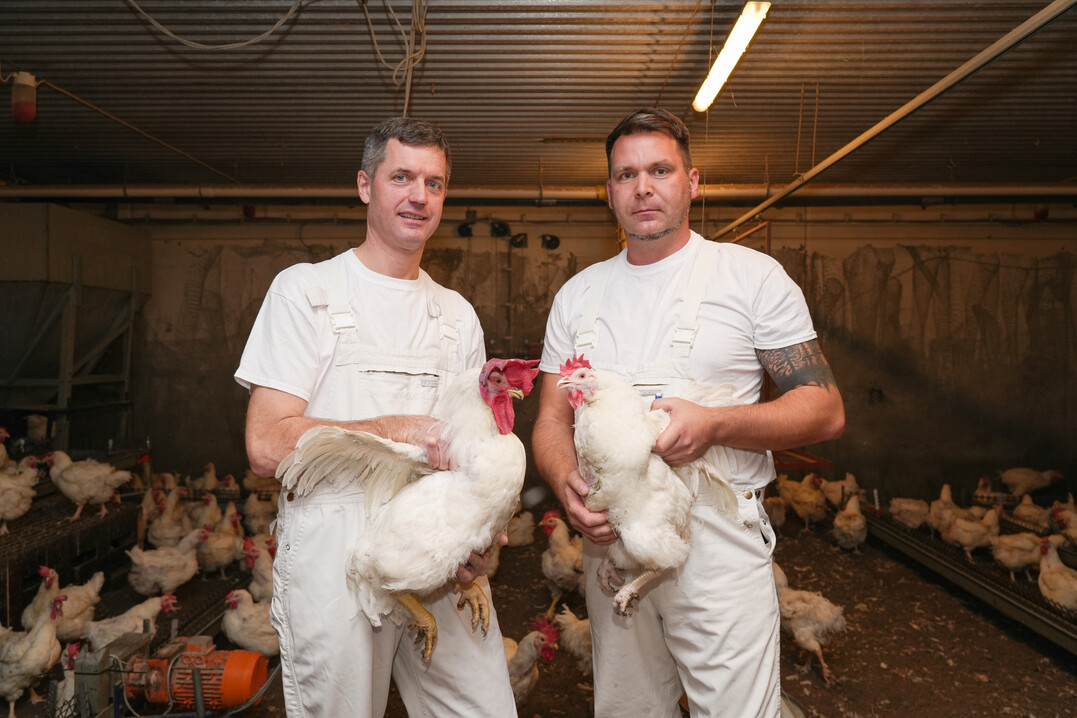 Stephan Klaasen-van Hussen, Betriebsleiter die Elterntierproduktion der Wimex-Gruppe, und Produktionsleiter Tim Kullrich sichern täglich die hohen Qualitätsstandards bei den Elterntieren für die Broilerküken.