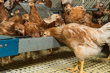 Alle Tiere im Versuch wurden vierphasig mit einem Alleinfuttermittel fr braune Herknfte versorgt.