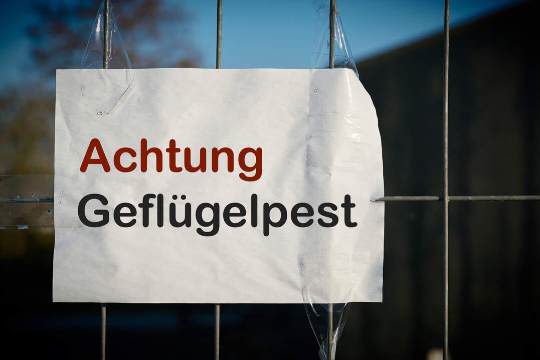Um die Ausbreitung der Geflgelpest zu verhindern, hat der Kreis Rostock eine Schutzzone eingerichtet. 