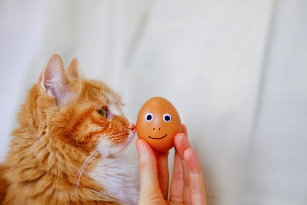Eier knnen die Symptome eines Katers lindern und Heihunger bekmpfen.