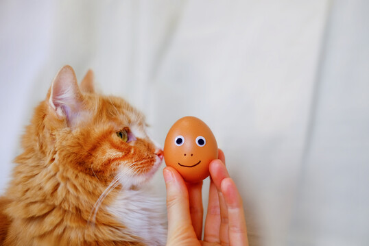 Eier knnen die Symptome eines Katers lindern und Heihunger bekmpfen.