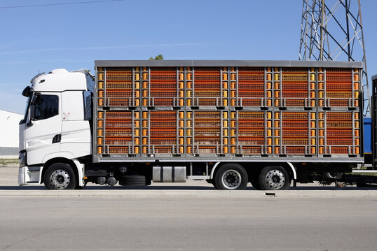 Lkw transportiert Nutztiere.