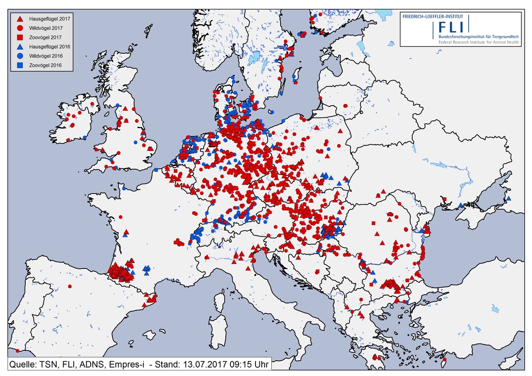 Darstellung der geografischen Lokalisationen aller HPAIV-Ausbrüche bei Hausgeflügel
(Dreiecke) und Zoovögeln (Quadrate) und Fälle bei Wildvögeln (Punkte) in den Jahren 2016 (blau) und
2017 (rot) in Europa.