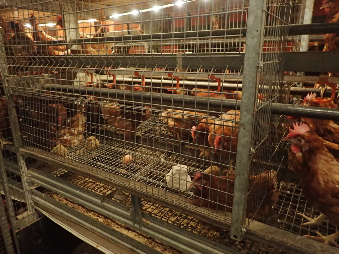 Mögliche Formen eines Stallabteils zur Separierung von einzelnen Hennen. Die Abtrennung eines Teils der Voliere hat den Vorteil, dass weiterhin Sichtkontakt zur Herde besteht. Das erleichtert eine Wiedereingliederung.