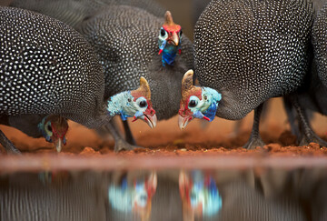 Das domestizierte Perlhuhn kommt ursprnglich aus Afrika.