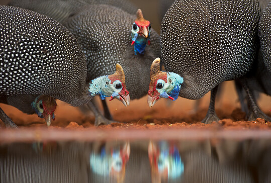 Das domestizierte Perlhuhn kommt ursprnglich aus Afrika.