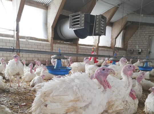 Wissenschaftler der TiHo Hannover untersuchten in einem von der Tierseuchenkasse Niedersachsen geförderten Projekt, ob ein kurzfristiger Wechsel vom frei- zum zwangsgelüfteten Stall möglich und wirtschaftlich umsetzbar ist.