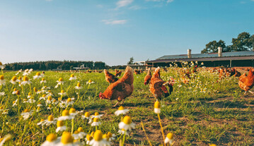 "Ich bin
sehr froh, dass die Haltung der Legehennen
ffentlicher geworden ist. Die Verbraucher
knnen die Tiere sehen und verstehen damit
unsere landwirtschaftlichen Produktionsweisen besser." Henner Schnecke.