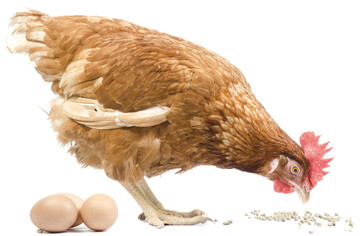  Nhrstoffreduzierte Ftterung ist nicht nur in der Geflgelmast, sondern auch in der Eiererzeugung ein Thema. Stickstoff- und Phosphorausscheidungen der Tiere sollen verringert werden, ohne Einbuen bei Legeleistung und Eiqualitt. 