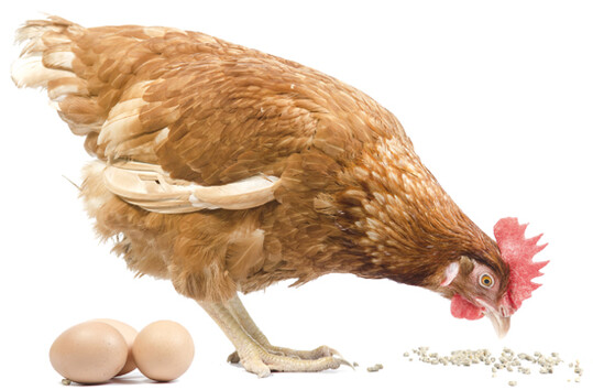     Nhrstoffreduzierte Ftterung ist nicht nur in der  Geflgelmast, sondern auch in der Eiererzeugung ein Thema. Stickstoff- und Phosphorausscheidungen der Tiere sollen verringert werden, ohne Einbuen bei Legeleistung und Eiqualitt. 