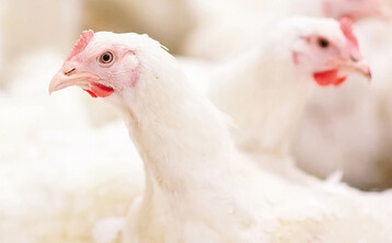  „Wenn die subjektive Wahrnehmung
des Schadgases Ammoniak für den
Tierbetreuer unbedenklich wirkt,
kann sich auf Tierhöhe bereits eine
kritische Konzentration NH3
angereichert haben. Um so wichtiger
sind nicht nur sensorgestützte
Messverfahren, sondern auch
eine valide Messmethodik.“
Dr. Kathrin Toppel 