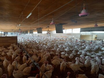 Auf diesem Betrieb war der Durchgang aus standortspezifischen Grnden grer. Die Ruhezonen wurden den Begebenheiten vor Ort angepasst.
