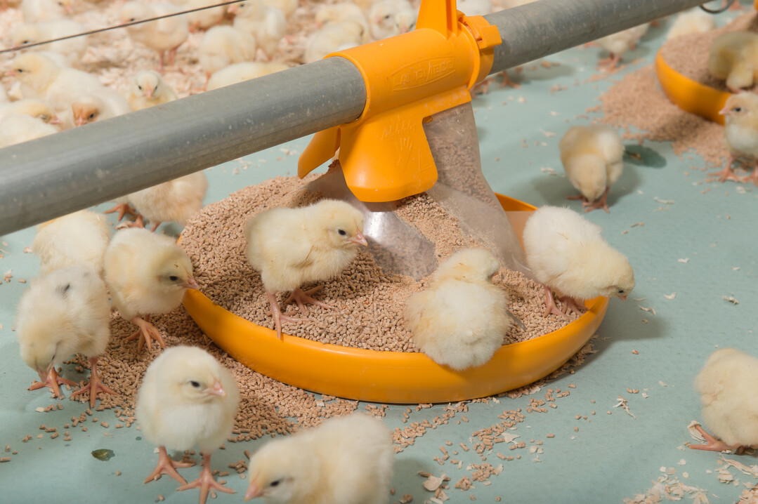 In der Praxis hat sich bewährt, die Futtertröge überlaufen zu lassen, um den Küken in den ersten Lebenstagen den Zugang zum Futter in den Schalen zu erleichtern.