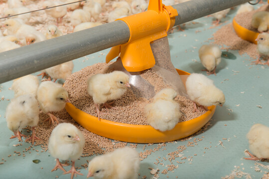 In der Praxis hat sich bewhrt, die Futtertrge berlaufen zu lassen, um den Kken in den ersten Lebenstagen den Zugang zum Futter in den Schalen zu erleichtern.