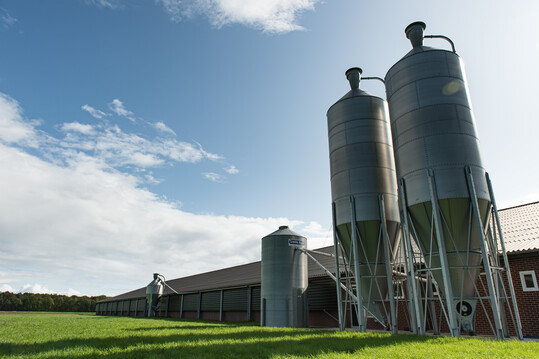 Beim Masthhnchenstall ist es 
ratsam, mindestens zwei Silos 
anzuschaffen.