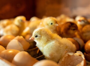 Mglichst frh und preiswert soll die Geschlechtsbestimmung im Ei erfolgen. Methoden gibt es inzwischen einige, doch die ideale Lsung ist noch nicht dabei.