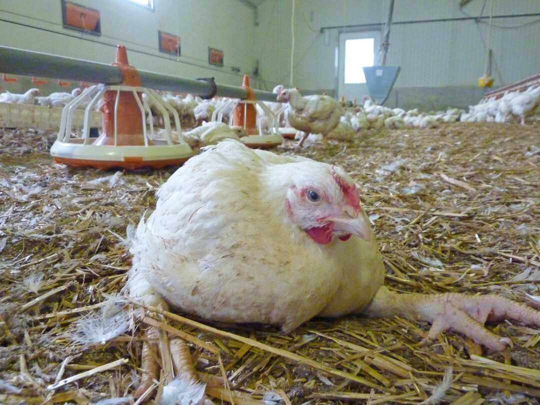 Verschiedene Infektionen können zu Lahmheiten bei Broilern führen.