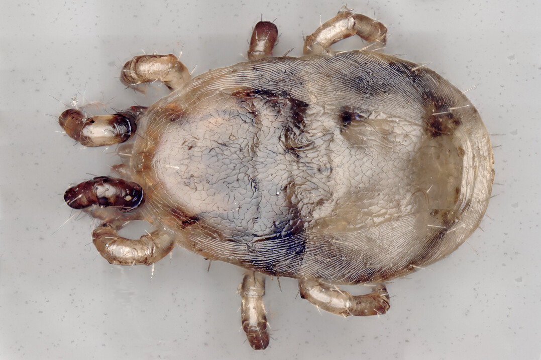 Makro-Aufnahme einer Roten Vogelmilbe (Dermanyssus gallinae).