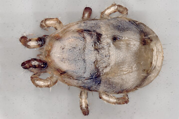 Makro-Aufnahme einer Roten Vogelmilbe (Dermanyssus gallinae).