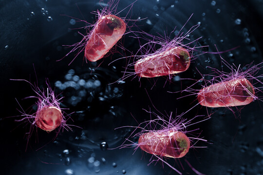 Unter normalen Umstnden nicht schdlich: das Bakterium Escherichia coli.