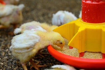 Auf einem niederschsischen Broilermastbetrieb wurden nacheinander drei Versuche zur Futterproteinabsenkung durchgefhrt.
