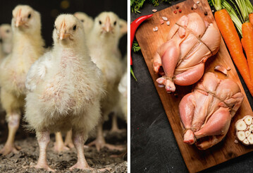 Das Masthhnchen wandelt pflanzliches zu tierischem Protein und
Fleisch nicht nur am effektivsten um,
sondern ist in der Primrproduktion
auch am gnstigsten. Andere Geflgelarten liegen
weit dahinter. 