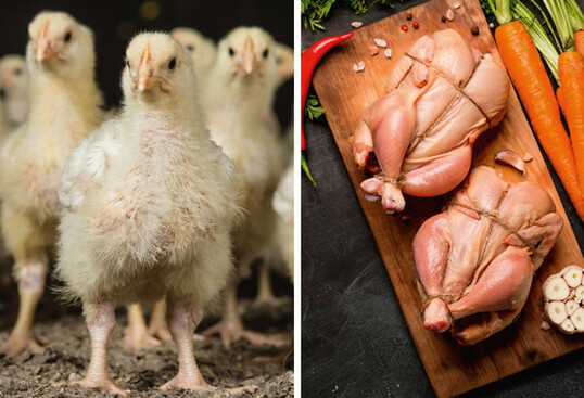 Das Masthhnchen wandelt pflanzliches zu tierischem Protein und
Fleisch nicht nur am effektivsten um,
sondern ist in der Primrproduktion
auch am gnstigsten. Andere Geflgelarten liegen
weit dahinter. 