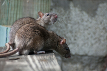 Im Herbst drngen die Ratten wieder in die Stlle: Es wird Zeit, die Biosicherheitsmanahmen zu prfen und gegebenenfalls zu schrfen.