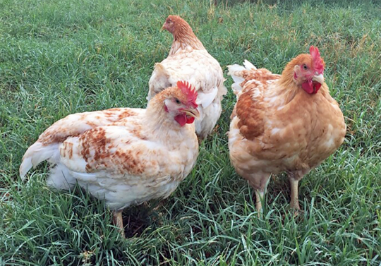 Zwei unterschiedliche langsam wachsende Broiler-Genetiken, Ranger Classic und Rustic Gold, wurden unter verschiedenen Ftterungsstrategien auf ihre Mastleitung getestet.