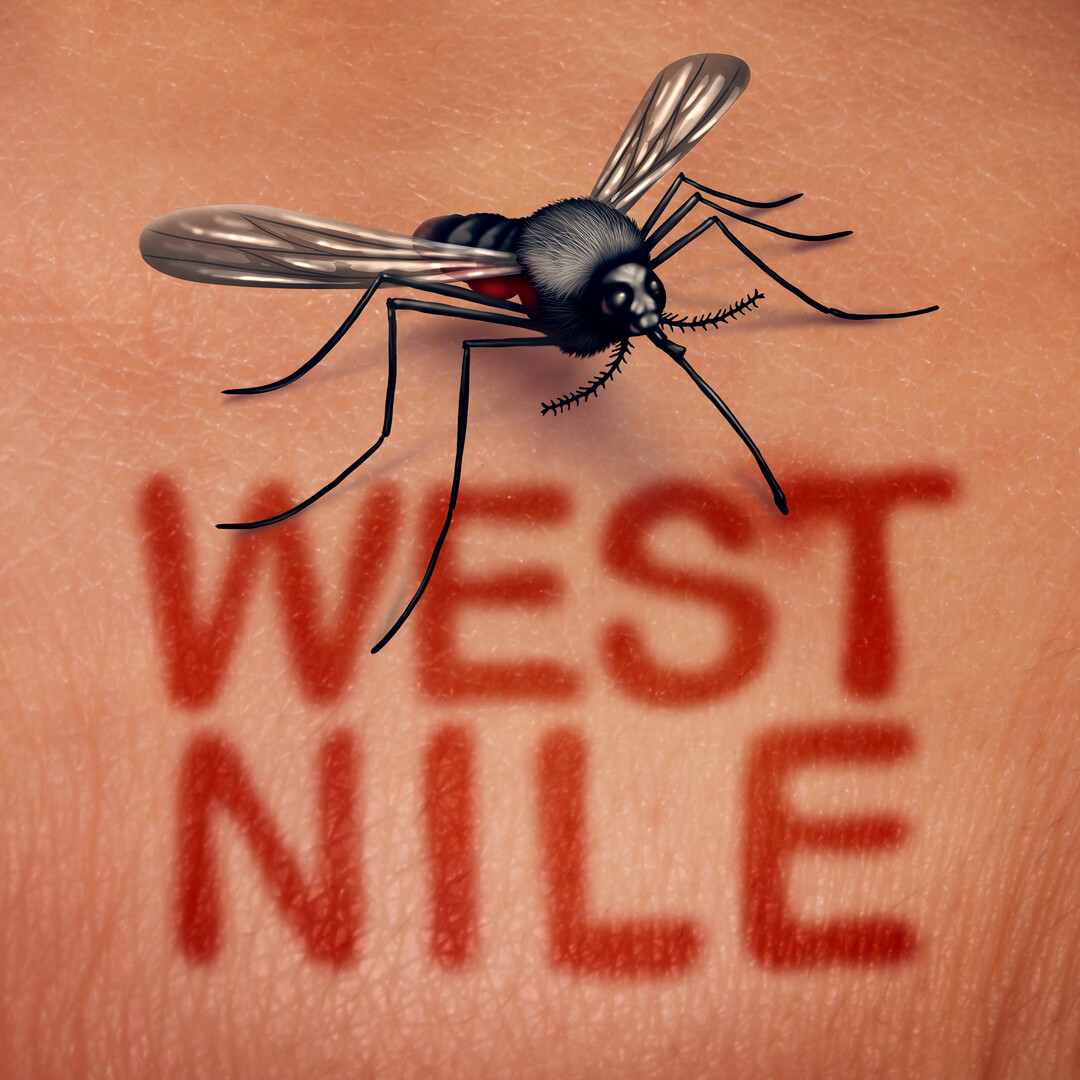 West-Nil-Viren werden durch blutsaugende Stechmcken bertragen. Die wichtigsten Wirte sind Vgel. In selteneren Fllen knnen sie auf Pferde und Menschen bertragen werden. Infektionen mit WNV beim Vogel und Pferd gehren zu den anzeigepflichtigen Tierseuchen. Es gibt derzeit keine nationale Bekmpfungsverordnung.