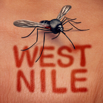 West-Nil-Viren werden durch blutsaugende Stechmcken bertragen. Die wichtigsten Wirte sind Vgel. In selteneren Fllen knnen sie auf Pferde und Menschen bertragen werden. Infektionen mit WNV beim Vogel und Pferd gehren zu den anzeigepflichtigen Tierseuchen. Es gibt derzeit keine nationale Bekmpfungsverordnung.