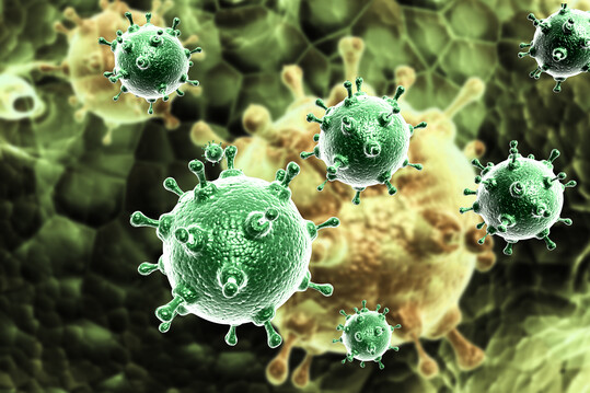 Avire Influenzaviren (AIV) sind behllte Viren mit einem Erbgut aus RNA.