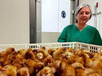 Einem Team der TH OWL um Professorin Dr. Helene Drksen war es im Labor gelungen, das Geschlecht von Hhnereiern schon ab dem dritten Bruttag zu bestimmen. 