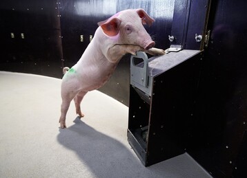 Ferkel in der Verhaltensarena