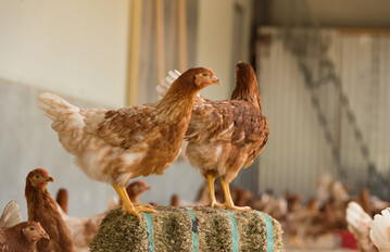  Die Nutzung von tiergerecht ausgestalteten Kaltscharrrumen mit festem Boden und trockener Einstreu, berdachung und Schutz vor Wildtieren kommt den Ansprchen von Aufzuchthennen am besten entgegen.