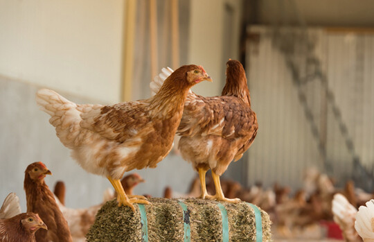  Die Nutzung von  tiergerecht ausgestalteten Kaltscharrrumen mit  festem Boden und  trockener Einstreu,   berdachung und Schutz vor Wildtieren kommt den Ansprchen von Aufzuchthennen am besten entgegen.
