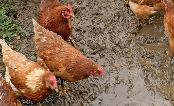 In starken Regenphasen wre fr das Tierwohl eine Schlechtwetterregelung seitens der Politik wnschenswert.