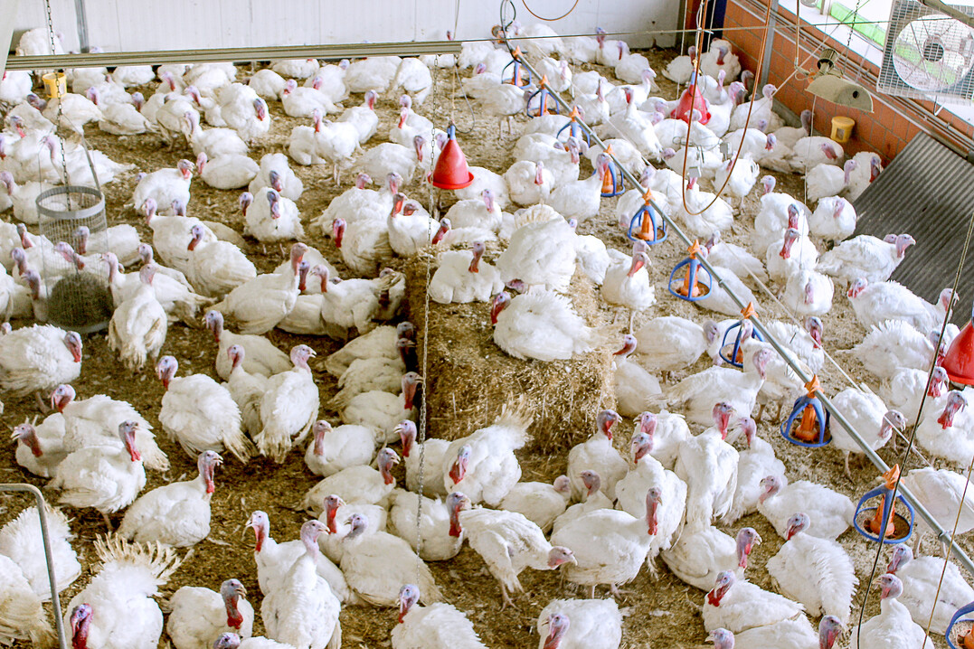 Die Putenhähne auf dem Lehr- und Forschungsgut?Ruthe der Stiftung Tierärztliche Hochschule Hannover während der Untersuchung zu Besatzdichte und Beschädigungspicken.