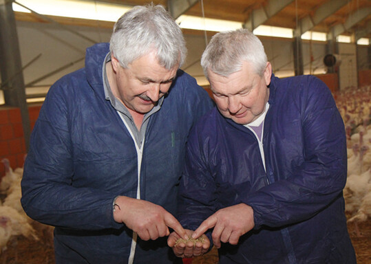 Ftterungsberater Paul Wilken von der Fa. Best 3 (l.) und
Betriebsleiter Ralf Dittmann prfen das Putenfutter im Stall.  