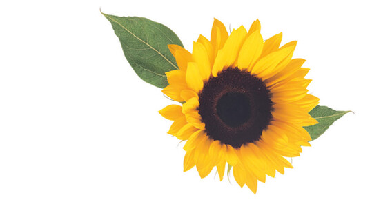 Im Jahr 2018 wurden in Deutschland
31?000 t Sonnenblumen geerntet.  