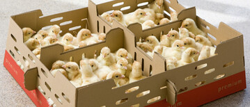 Putenkken, fertig verpackt fr
die Kunden. 