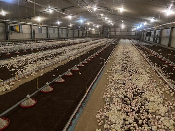 Torf als Einstreu hat seine Vorteile. Die Kken sind auf dem dunklen Material gut zu sehen 
und die Gefahr einer Salmonelleninfektion ist weitaus geringer.