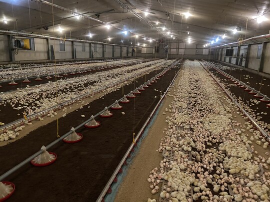 Torf als Einstreu hat seine Vorteile. Die Kken sind auf dem dunklen Material gut zu sehen 
und die Gefahr einer Salmonelleninfektion ist weitaus geringer.