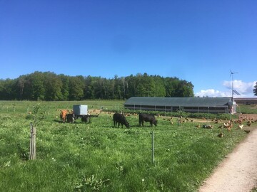 Ein Legehennenauslauf mit Bschen und Bumen hebt sich von der Konkurrenz mit grner Wiese ab und gibt den Tieren natrliche Unterschlupfmglichkeiten.