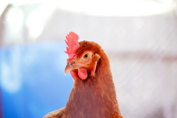 Die Gesamtzahl der eingestallten Legehennen in den USA hat im zurckliegenden Jahrzehnt 
um 70 Mio. Tiere zugenommen. Wenngleich es kein kontinuierlicher Anstieg war.