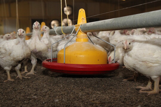 Die Tr�nkwasserhygiene ist ein elementarer Baustein zur Absicherung der Tiergesundheit in der Gefl�gelhaltung. Mit der richtigen Reinigung ist die Wasserqualit�t einfach zu erhalten