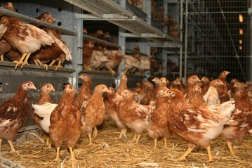 Die Betreuung und Pflege der Junghennen ist unerlsslich, damit sich keine Verhaltensstrungen entwickeln und die Tiere spter bei der Eierproduktion ein normales Verhalten zeigen.