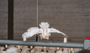 Die parasitre Schwarzkopfkrankheit, die
Puten und hhnerartige Vgel befllt
und vor allem bei Puten zu schweren Krankheitsverlufen von bis zu 100 % Sterblichkeit
fhrt, stellt Tierrzte und Tierhalter vor groe Probleme. 