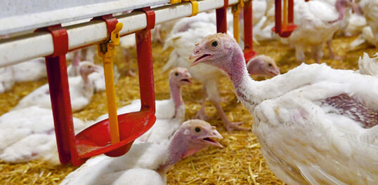 Die Putenkken werden selbst aufgezogen und kommen in der achten oder
neunten Lebenswoche in die Maststlle.   