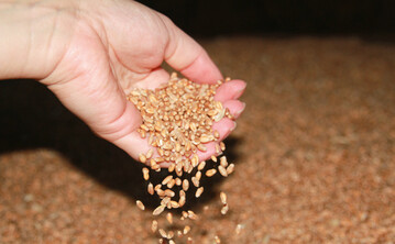  Die hrteren Weizenkrner im Vergleich zu Pellets stimulieren die Mahlaktivitt im Muskelmagen der Hhnchen. Wichtig ist, bei Verwendung eigenen Weizens die Qualitt und die Nhrstoffzusammensetzung zu kontrollieren. 